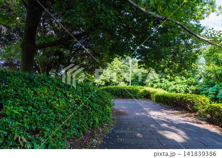 木漏れ日の公園 木漏れ日の公園 141839386