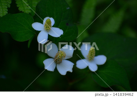 ドクダミの花 ドクダミの花 141839462