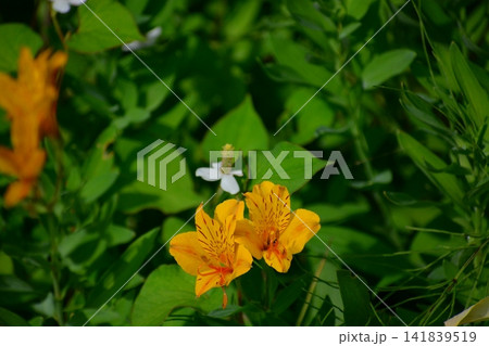 アルストロメリアの花 アルストロメリアの花 141839519