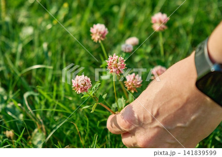 Two Tone White and Pink Variegated Clover Pattern for Eco Design Two Tone White and Pink Variegated Clover Pattern for Eco Design 141839599