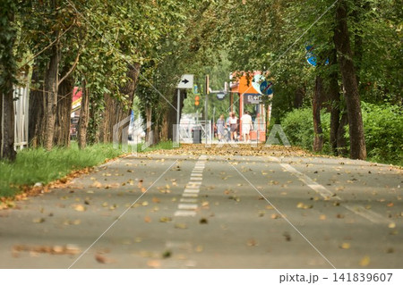 Empty Asphalt Park Alley with Fallen Yellow Autumn Leaves Empty Asphalt Park Alley with Fallen Yellow Autumn Leaves 141839607