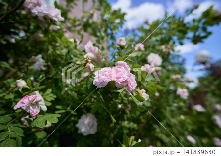 Soft pink ruffled wild rose petals on a dense green leafy bush Soft pink ruffled wild rose petals on a dense green leafy bush 141839630