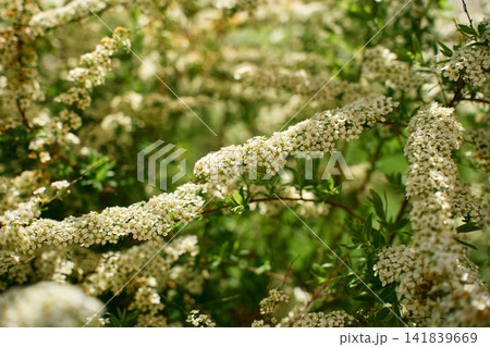 Branch of a spiraea bush densely covered with tiny white five-petaled flowers Branch of a spiraea bush densely covered with tiny white five-petaled flowers 141839669