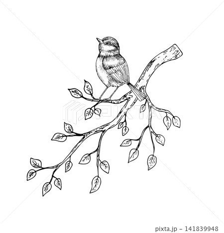 Vector Eurasian tit perche, sparrow on branches with leaves. Graphic spring line art bird, hand drawn illustration isolated on background. Botanical clip art. For greeting card, wallpaper, wrapping pa 141839948