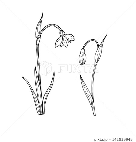 Vector spring snowdrop flowers set. Graphic easter hand drawn illustration isolated on background. Botanical and wedding, baby clip art. For greeting card, wallpaper, wrapping paper design, textile 141839949