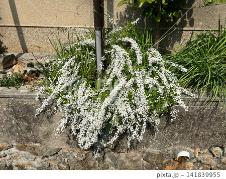 石垣からこぼれるように咲く白いユキヤナギの花 春の庭先 石垣からこぼれるように咲く白いユキヤナギの花 春の庭先 141839955