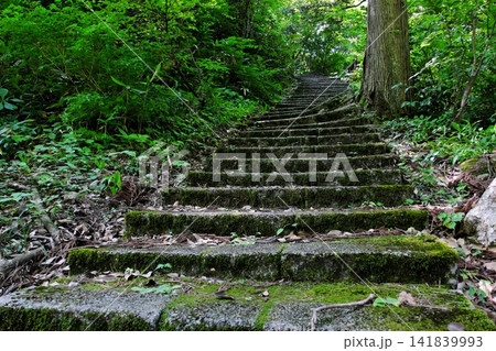 深い森に続く苔むした古い石段と新緑の風景|弥彦山の神秘的な参道 深い森に続く苔むした古い石段と新緑の風景|弥彦山の神秘的な参道 141839993