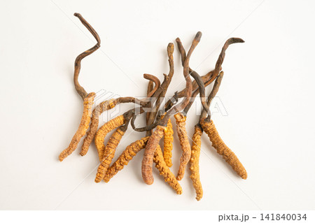 Cordyceps sinensis or Ophiocordyceps sinensis isolated on white background, mushroom herb treatment medicine. Cordyceps sinensis or Ophiocordyceps sinensis isolated on white background, mushroom herb treatment medicine. 141840034