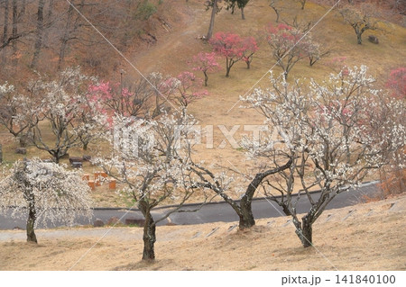 山梨県甲斐市 敷島総合公園の梅林 山梨県甲斐市 敷島総合公園の梅林 141840100