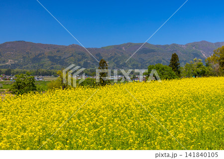 長野県飯山市瑞穂 千曲川を見下ろす高台にある菜の花公園の一面の菜の花畑と後ろにそびえる山々の景色 長野県飯山市瑞穂 千曲川を見下ろす高台にある菜の花公園の一面の菜の花畑と後ろにそびえる山々の景色 141840105