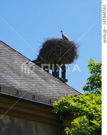 White stork standing on a large nest made of branches against a clear blue sky, Strasbourg, Alsace, France. Wildlife scene symbolizing nesting, breeding, spring and European countryside. White stork standing on a large nest made of branches against a clear blue sky, Strasbourg, Alsace, France. Wildlife scene symbolizing nesting, breeding, spring and European countryside. 141840161