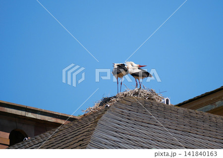 Two white storks standing together on a large nest built on a traditional rooftop against a clear blue sky, Strasbourg, Alsace, France. Wildlife scene showing nesting birds and natural behavior. Two white storks standing together on a large nest built on a traditional rooftop against a clear blue sky, Strasbourg, Alsace, France. Wildlife scene showing nesting birds and natural behavior. 141840163