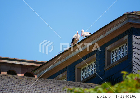 Two white storks standing together on a large nest built on a traditional rooftop against a clear blue sky, Strasbourg, Alsace, France. Wildlife scene showing nesting birds and natural behavior. Two white storks standing together on a large nest built on a traditional rooftop against a clear blue sky, Strasbourg, Alsace, France. Wildlife scene showing nesting birds and natural behavior. 141840166