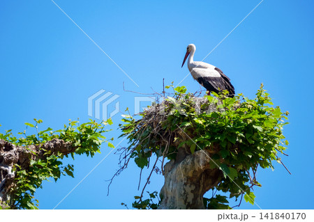 White stork standing on a large nest made of branches against a clear blue sky, Strasbourg, Alsace, France. Wildlife scene symbolizing nesting, breeding, spring and European countryside. White stork standing on a large nest made of branches against a clear blue sky, Strasbourg, Alsace, France. Wildlife scene symbolizing nesting, breeding, spring and European countryside. 141840170