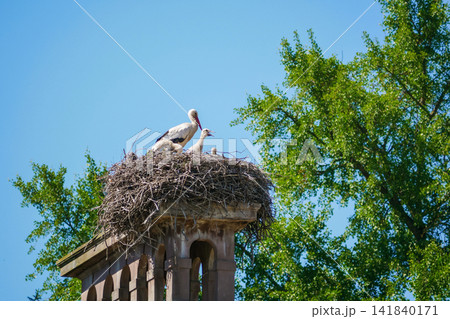 Adult stork with two chicks in large nest, Strasbourg, Alsace, France. Wildlife, family care and nature conservation concept. Adult stork with two chicks in large nest, Strasbourg, Alsace, France. Wildlife, family care and nature conservation concept. 141840171