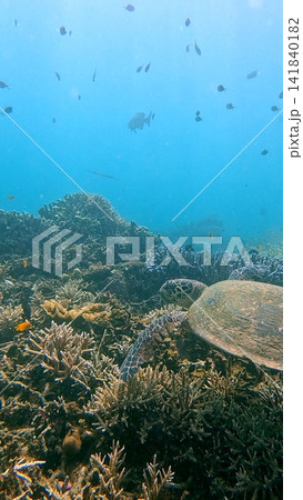 Enchanting underwater view of a critically endangered hawksbill sea turtle (Eretmochelys imbricata) resting in the dense bustling coral reef. Dauin, Philippines Enchanting underwater view of a critically endangered hawksbill sea turtle (Eretmochelys imbricata) resting in the dense bustling coral reef. Dauin, Philippines 141840182
