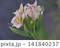 優美に咲く淡いピンクのアルストロメリアの花と緑の葉 優美に咲く淡いピンクのアルストロメリアの花と緑の葉 141840237