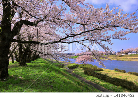 角館 桧木内川の桜並木 角館 桧木内川の桜並木 141840452