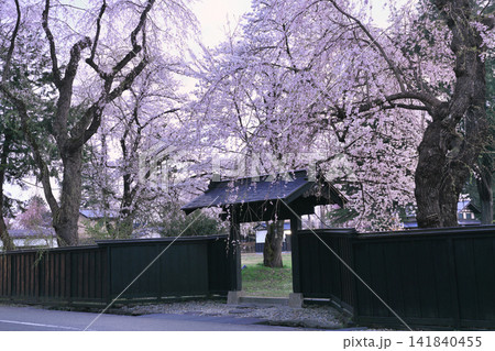 角館武家屋敷通りのシダレ桜 角館武家屋敷通りのシダレ桜 141840455