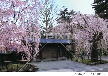 角館武家屋敷通りのシダレ桜 141840457