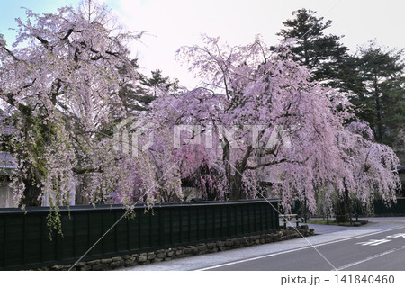 角館武家屋敷通りのシダレ桜 角館武家屋敷通りのシダレ桜 141840460