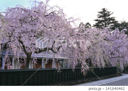 角館武家屋敷通りのシダレ桜 角館武家屋敷通りのシダレ桜 141840462