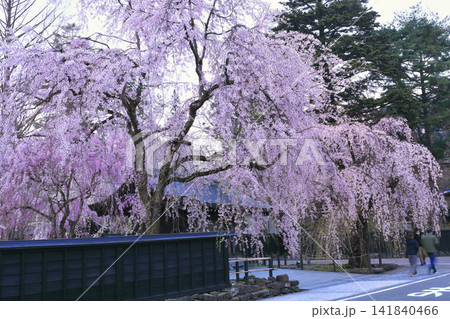角館武家屋敷通りのシダレ桜 角館武家屋敷通りのシダレ桜 141840466