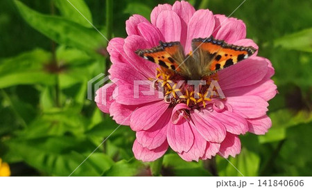 Small tortoiseshell butterfly on a lush zinnia flower 141840606