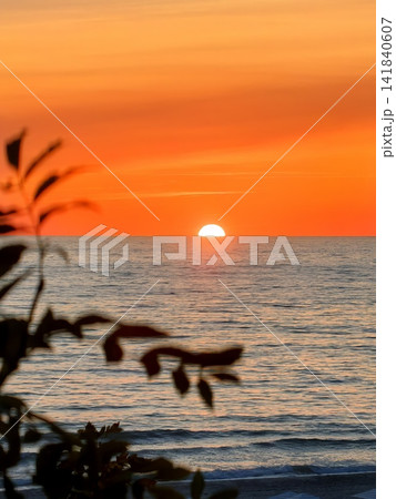 Sunset over the sea with silhouette of branches in the foreground 141840607