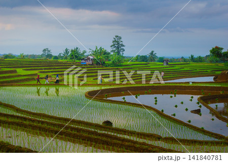 Aerial view of farmers wearing conical hats working in the lush green Tegalalang rice terraces in Tegalalang, Bali, Indonesia. 141840781