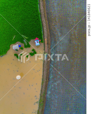 Aerial view of farmers wearing conical hats working in the lush green Tegalalang rice terraces in Tegalalang, Bali, Indonesia. Aerial view of farmers wearing conical hats working in the lush green Tegalalang rice terraces in Tegalalang, Bali, Indonesia. 141840821