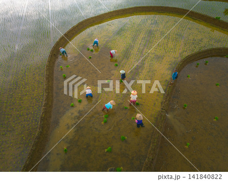 Aerial view of farmers wearing conical hats working in the lush green Tegalalang rice terraces in Tegalalang, Bali, Indonesia. Aerial view of farmers wearing conical hats working in the lush green Tegalalang rice terraces in Tegalalang, Bali, Indonesia. 141840822