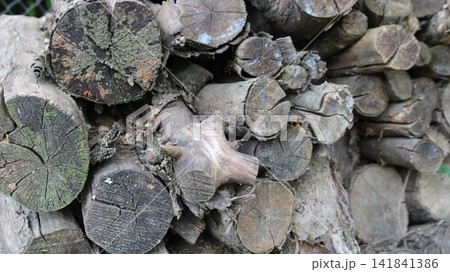 A close-up of an old woodpile of round logs and branches of varying diameters. Deep cracks, growth rings, and a coating of gray moss and lichen are visible on the ends of the wood. A close-up of an old woodpile of round logs and branches of varying diameters. Deep cracks, growth rings, and a coating of gray moss and lichen are visible on the ends of the wood. 141841386