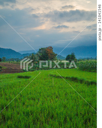 Aerial view of farmers wearing conical hats working in the lush green Tegalalang rice terraces in Tegalalang, Bali, Indonesia. 141841546