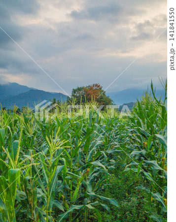 Aerial view of farmers wearing conical hats working in the lush green Tegalalang rice terraces in Tegalalang, Bali, Indonesia. 141841550