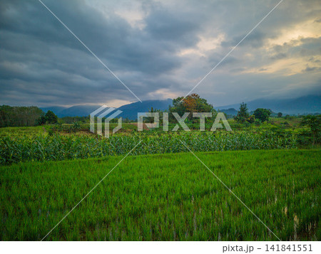 Aerial view of farmers wearing conical hats working in the lush green Tegalalang rice terraces in Tegalalang, Bali, Indonesia. Aerial view of farmers wearing conical hats working in the lush green Tegalalang rice terraces in Tegalalang, Bali, Indonesia. 141841551