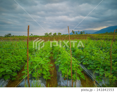 Aerial view of farmers wearing conical hats working in the lush green Tegalalang rice terraces in Tegalalang, Bali, Indonesia. 141841553