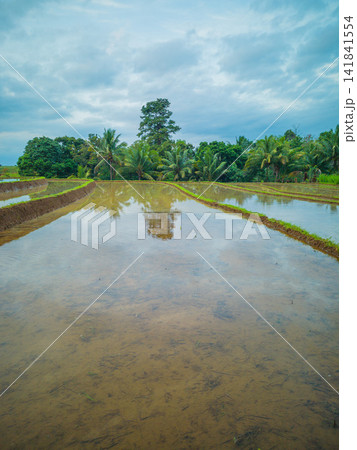 Aerial view of farmers wearing conical hats working in the lush green Tegalalang rice terraces in Tegalalang, Bali, Indonesia. 141841554