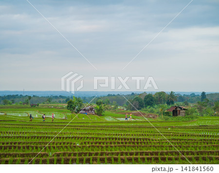 Aerial view of farmers wearing conical hats working in the lush green Tegalalang rice terraces in Tegalalang, Bali, Indonesia. Aerial view of farmers wearing conical hats working in the lush green Tegalalang rice terraces in Tegalalang, Bali, Indonesia. 141841560