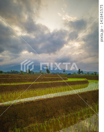 Aerial view of farmers wearing conical hats working in the lush green Tegalalang rice terraces in Tegalalang, Bali, Indonesia. 141841575