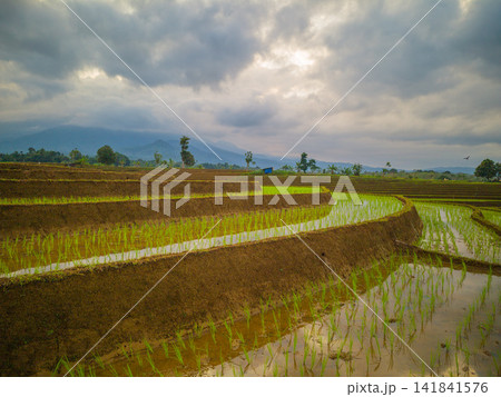 Aerial view of farmers wearing conical hats working in the lush green Tegalalang rice terraces in Tegalalang, Bali, Indonesia. 141841576