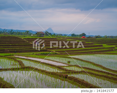 Aerial view of farmers wearing conical hats working in the lush green Tegalalang rice terraces in Tegalalang, Bali, Indonesia. Aerial view of farmers wearing conical hats working in the lush green Tegalalang rice terraces in Tegalalang, Bali, Indonesia. 141841577