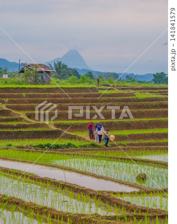 Aerial view of farmers wearing conical hats working in the lush green Tegalalang rice terraces in Tegalalang, Bali, Indonesia. 141841579