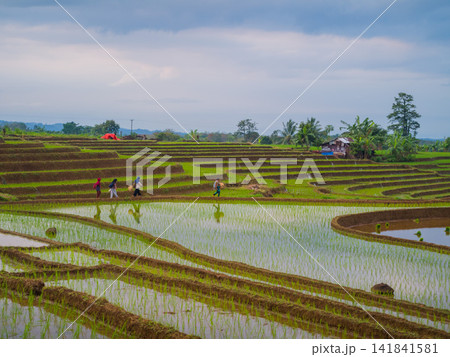 Aerial view of farmers wearing conical hats working in the lush green Tegalalang rice terraces in Tegalalang, Bali, Indonesia. 141841581