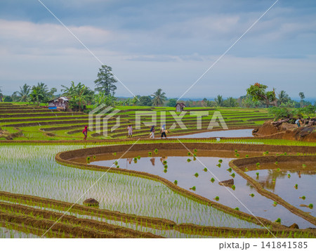 Aerial view of farmers wearing conical hats working in the lush green Tegalalang rice terraces in Tegalalang, Bali, Indonesia. Aerial view of farmers wearing conical hats working in the lush green Tegalalang rice terraces in Tegalalang, Bali, Indonesia. 141841585