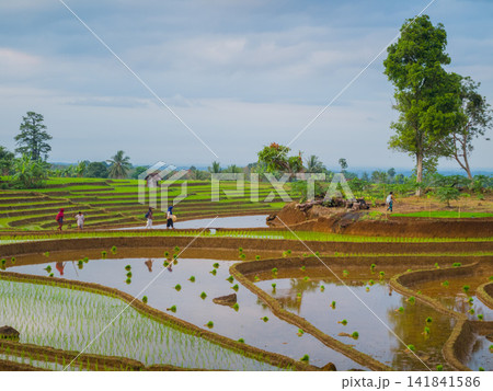 Aerial view of farmers wearing conical hats working in the lush green Tegalalang rice terraces in Tegalalang, Bali, Indonesia. Aerial view of farmers wearing conical hats working in the lush green Tegalalang rice terraces in Tegalalang, Bali, Indonesia. 141841586