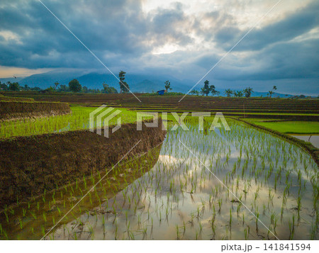 Aerial view of farmers wearing conical hats working in the lush green Tegalalang rice terraces in Tegalalang, Bali, Indonesia. 141841594
