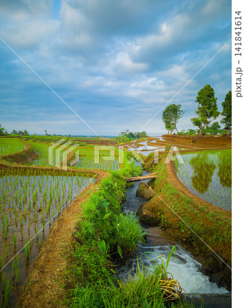 Aerial view of farmers wearing conical hats working in the lush green Tegalalang rice terraces in Tegalalang, Bali, Indonesia. 141841614