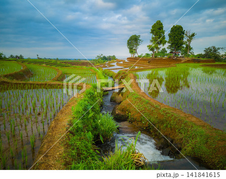 Aerial view of farmers wearing conical hats working in the lush green Tegalalang rice terraces in Tegalalang, Bali, Indonesia. 141841615
