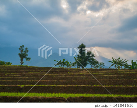 Aerial view of farmers wearing conical hats working in the lush green Tegalalang rice terraces in Tegalalang, Bali, Indonesia. 141841616